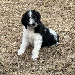 Comet - Parti male Labradoodle puppy in Monticello, Georgia from Daylin’s Doodles & Labradors