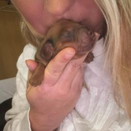 Red dapple male - Red male Dachshund puppy in Willow Springs, Missouri from Willow Weiner Ranch