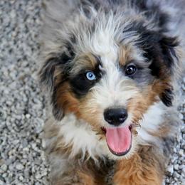 Louise - Bernedoodle