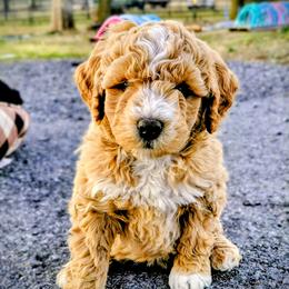 Assorted Doodle Crosses puppies from Southern Star Goldendoodles