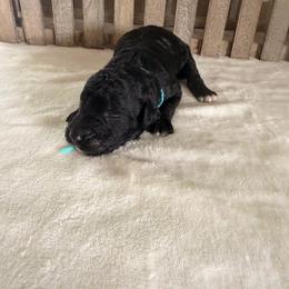 Ladybug - Black female Goldendoodle puppy in Luana, Iowa from Country View Bernedoodles and Goldendoodles