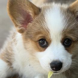 Pembroke Welsh Corgis from Emerald Corgis