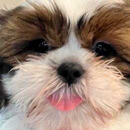 Shih Tzus from Shih Tzu Jewels of Cocoa