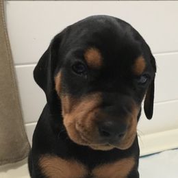 German Pinscher and Havanese Puppies from Iron Heart Kennels