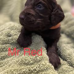 Boykin Spaniel Puppies from Taensas Boykins