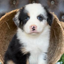 Florie-has tail-many videos - Blue merle female Australian Shepherd puppy in Troy, South Carolina from Australian Shepherds of 3/W Farms