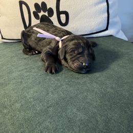 Light pink - Black female Bernedoodle puppy in Bellevue, Iowa from Blended Acres & Kennels