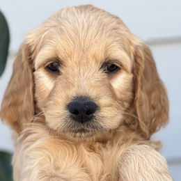 Boy 7 (Gray) - Goldendoodle puppy in Monmouth, Oregon from Mother of Doodles