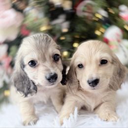 Leland - Cream male Dachshund puppy in Richmond, Virginia from Irresistible Dachshunds & Cavaliers