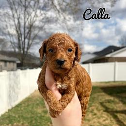 Calla - Red  female Poodle puppy in Morehead, Kentucky from Paw Perfect Pets