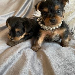 "Chloe and Paris" Yorkshire Terrier Puppies from Ella's Designer Yorkies