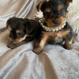 "Chloe and Paris" Yorkshire Terrier Puppies from Ella's Designer Yorkies
