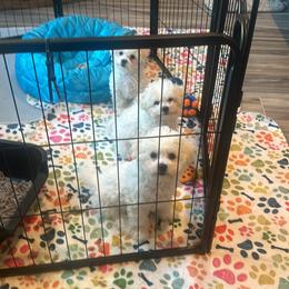 Bichon Frise All Grown Up from Johnson's Pups