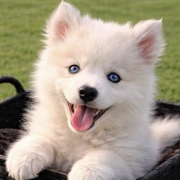 Asher - Wolf sable male Pomsky puppy in Amarillo, Texas from Pom Pom Pomskies
