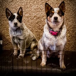 Anatolian Shepherd Dog and Australian Cattle Dog Puppies from 4D Cattle Dogs