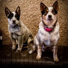 Anatolian Shepherd Dog and Australian Cattle Dog Puppies from 4D Cattle Dogs