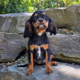 Amethyst - Black and tan female Cavalier King Charles Spaniel puppy in Crawford, Tennessee from Lilly Lane Spaniels