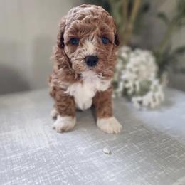 Pekingese, Poodle, and Shih Tzu Puppies from Happy puppies