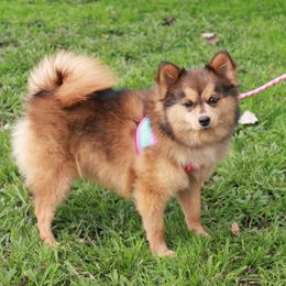 Maisie - Pomsky puppy from Highpoint Pomskies
