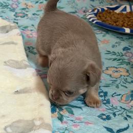 Masha - Chocolate blue female Chihuahua puppy in Newport Beach, California from Exotic City Pomeranians and chihuahuas