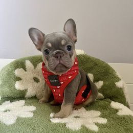 Girl 1 - female French Bulldog puppy in Woodhaven, Michigan from Maldonado Frenchies