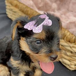 Ailani - Yorkshire Terrier