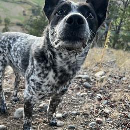 Goucho - Australian Cattle Dog