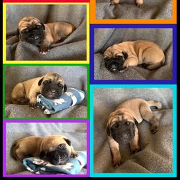 Mastiff puppies from Parbury Place Mastiffs