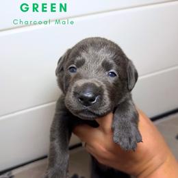 Green - Charcoal male Dilute Retriever puppy in Dover, Delaware from Virdin’s Silver Labs
