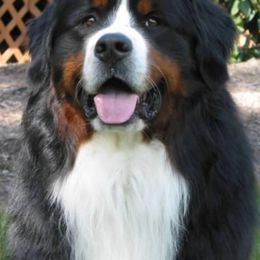 Bernese Mountain Dogs from Windfall Bernese