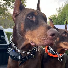 Doberman Pinschers from World of Dobies