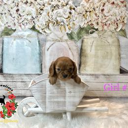 Cavalier King Charles Spaniel Puppies from Ohana Cavalier King Charles Spaniels