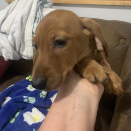 Red smooth coat standard male - Red male Dachshund puppy in Bethany, Connecticut from Mardox Dachshunds