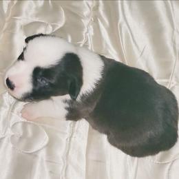 Brindle Female - Brindle and white female Cardigan Welsh Corgi puppy in Myton, Utah from Cardigan Corgi Cuties 💓
