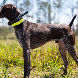 Boykin Spaniels, English Cocker Spaniels, and German Shorthaired Pointers from Flatwoods Kennels and Training LLC