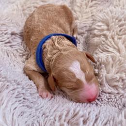 Jack - Red male Bernedoodle puppy in Springville, Utah from Oodles of Bernedoodles