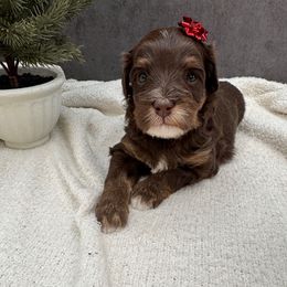 Jovie - Chocolate female Australian Labradoodle puppy in Denton, Texas from Liberty Hill Labradoodles