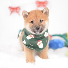 Nachi 🩵 Red Boy - Red male Shiba Inu puppy in Neosho, Missouri from Sunny Terrace Shibas