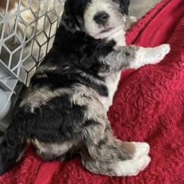 Bernedoodle, Cockapoo, and Goldendoodle Puppies from Avery Doodle Day LLC