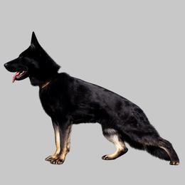 Zusha - German Shepherd