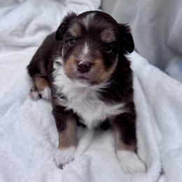 Tigger - Red tri male Toy Australian Shepherd puppy in Bly, Oregon from Apacheblus Toy Aussies