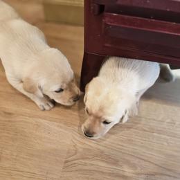 Girl 3 - female Labrador Retriever puppy in Helena, Montana from Whistling Wings Retrievers, LLC.