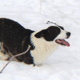 Cardigan Welsh Corgis and Shih Tzus from Funshine Kennels