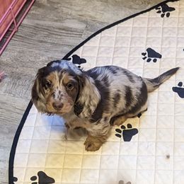 Girl 3 - Chocolate and tan Dachshund puppy in Homosassa, Florida from Foxies Doxies