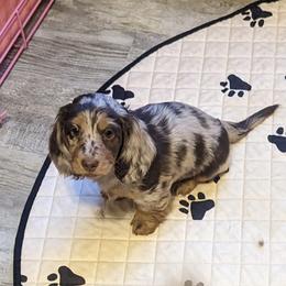 Girl 3 - Chocolate and tan Dachshund puppy in Homosassa, Florida from Foxies Doxies