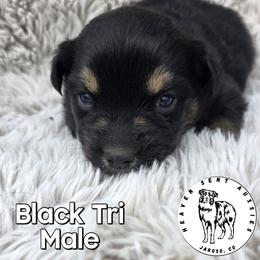 Usher - Black tri male Miniature Australian Shepherd puppy in Jaroso, Colorado from Heaven Sent Aussies