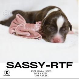 Sassy Red Tri Female - Red tri female Miniature Australian Shepherd puppy in Nacogdoches, Texas from TK Standard, Mini, & Toy Aussies