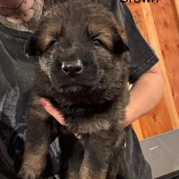 Girl 3 - female German Shepherd puppy in Laurens, New York from Vom Chivalry Haus German Shepherds
