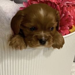 June - Cavalier King Charles Spaniel puppy in Marshall, Arkansas from Kate’s Cavaliers