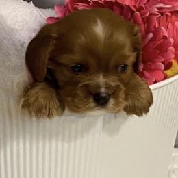 June - Cavalier King Charles Spaniel puppy in Marshall, Arkansas from Kate’s Cavaliers